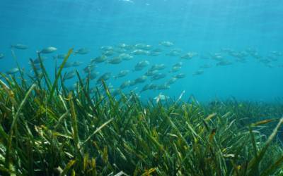 Le port s&rsquo;engage avec Alliance Posidonia